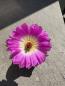 Preview: Echinocereus rigidissimus subs rubispinus